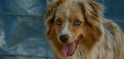 Waggin Tail Sugar Baby Candy