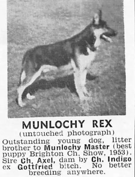 Munlochy Rex