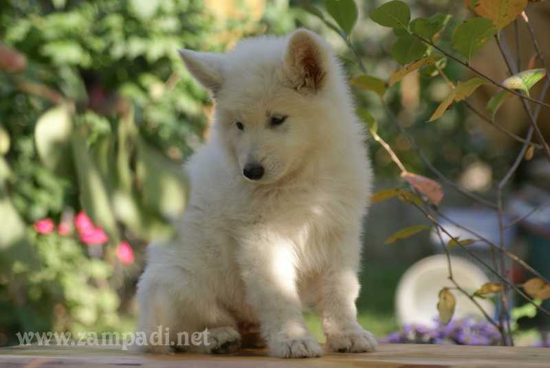 Zampa di Bello Vivienne