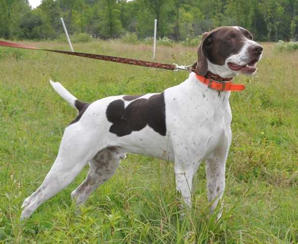 Saddle's Levi Von Greif