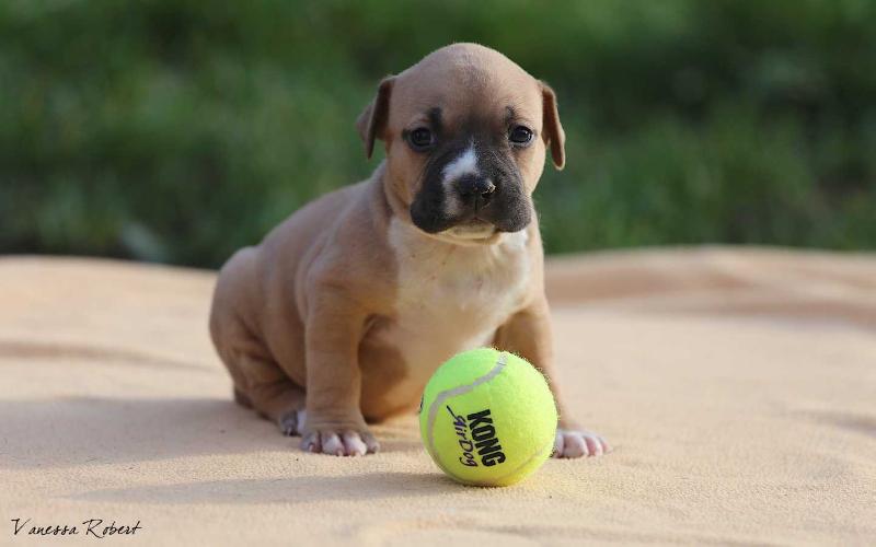 Joul du Domaine de Samsha