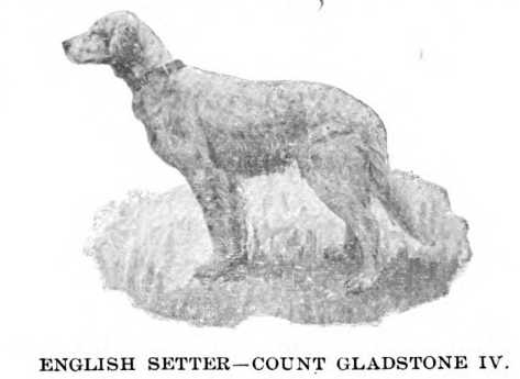 CH Count Gladstone IV