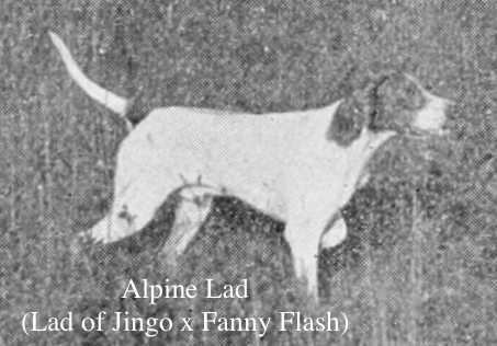 Alpine Lad (Lad of Jingo x Fanny Flash)