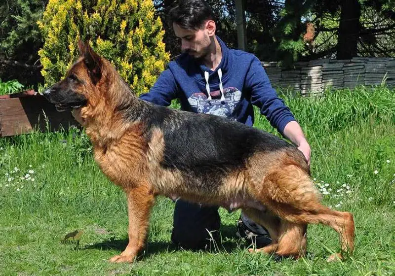 Orkide von der Kocaeli