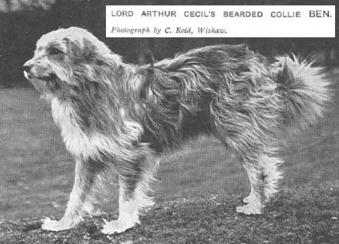 Ben (c.1912) [Lord Arthur Cecil's]