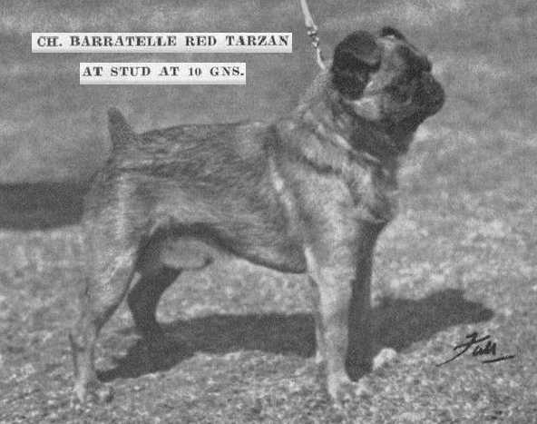 Barratelle Red Tarzan