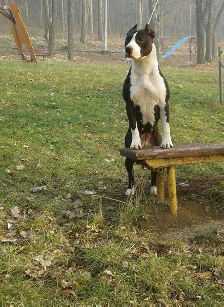 Anabela 'Aladin And Magic Amstaff'