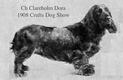 CH (Eng) Clareholm Dora
