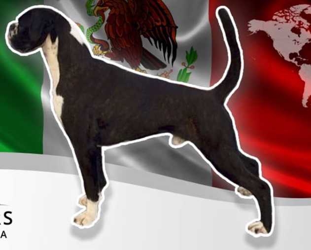 Ch. SERBIO/GCR/CR/UNCACEN/PANAMERICANO/BOSNIO/BULGARIA/IPO1 mito (pantoja)