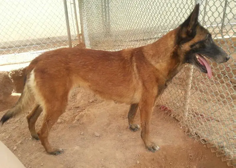 Midwest Malinois Sarah