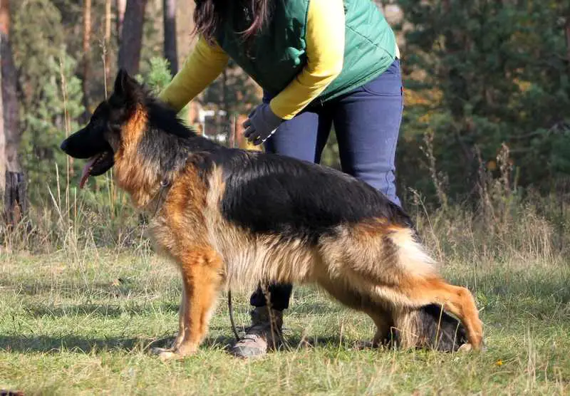 J.CH.Rus, CH.Rus Sanglen Olbritt Topaz