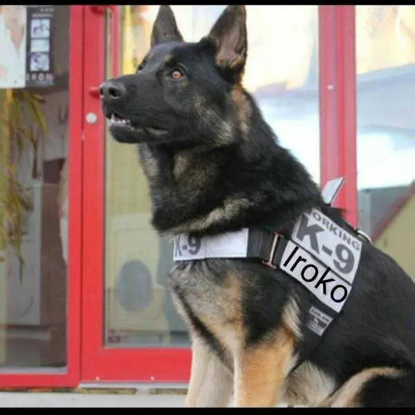 Iroko van de Nielbas