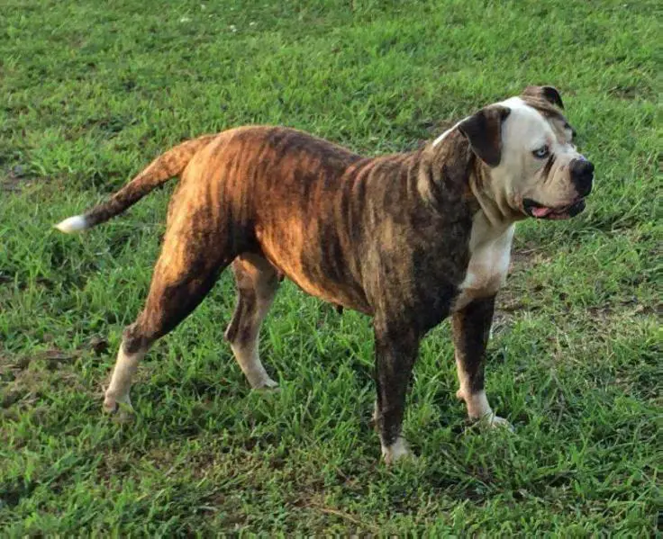 Dailey's Ms Star