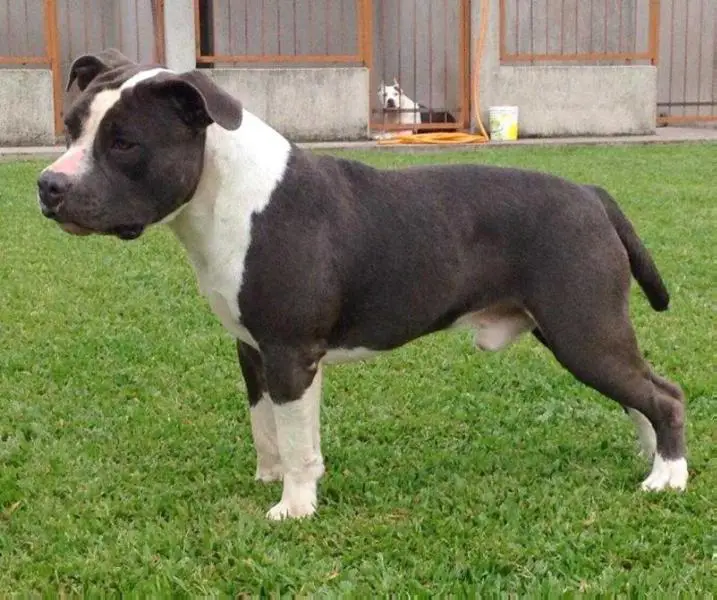 Mallabrigo Dominic Toretto