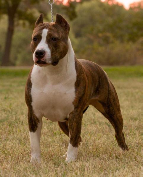 AKC/UKC CH. Karma's Beautiful Dangerous