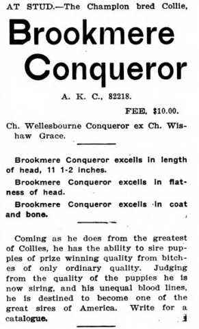 Brookmere Conqueror (082218)