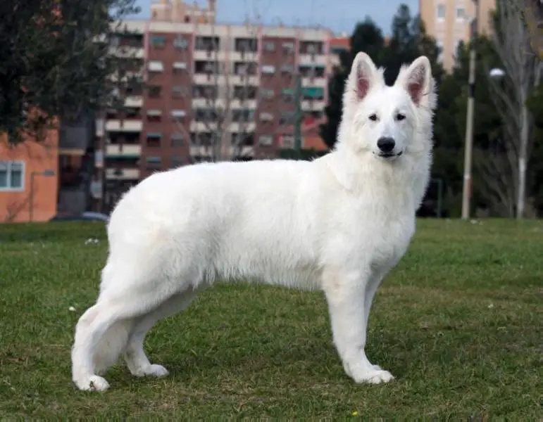 Lightning of The White Company