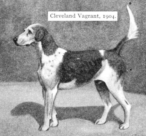Cleveland Vagrant 1904