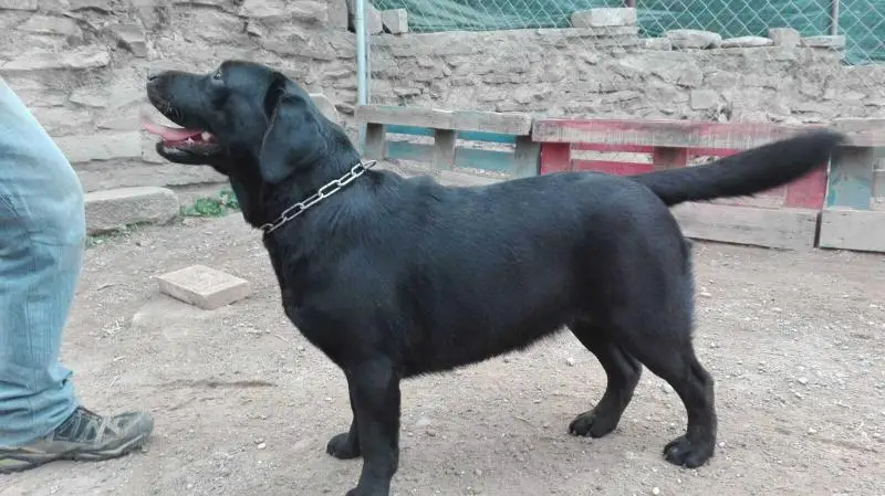 Inka Canis Amicus
