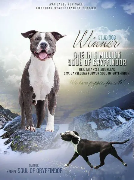 MULT JUN CH One in a Million Soul of Gryffindor