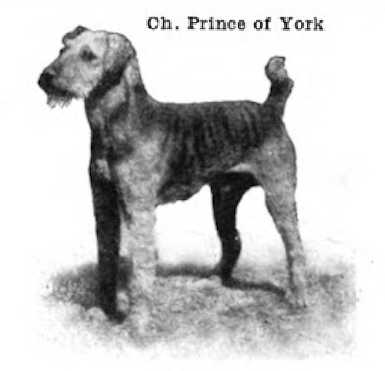 CH Prince of York 141822