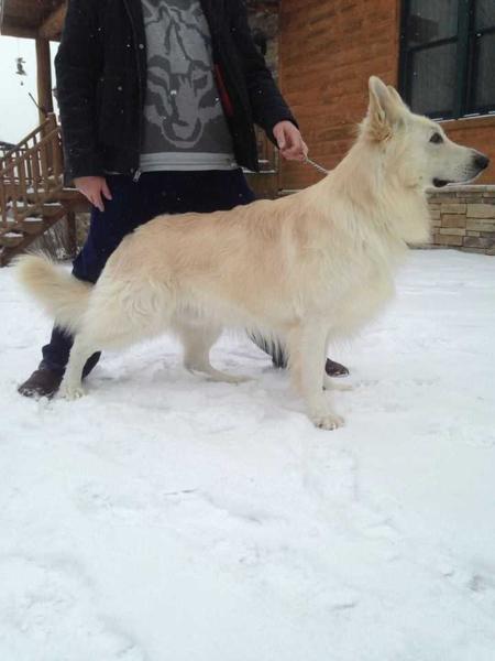 Noblewood Caesar Maximus the Great