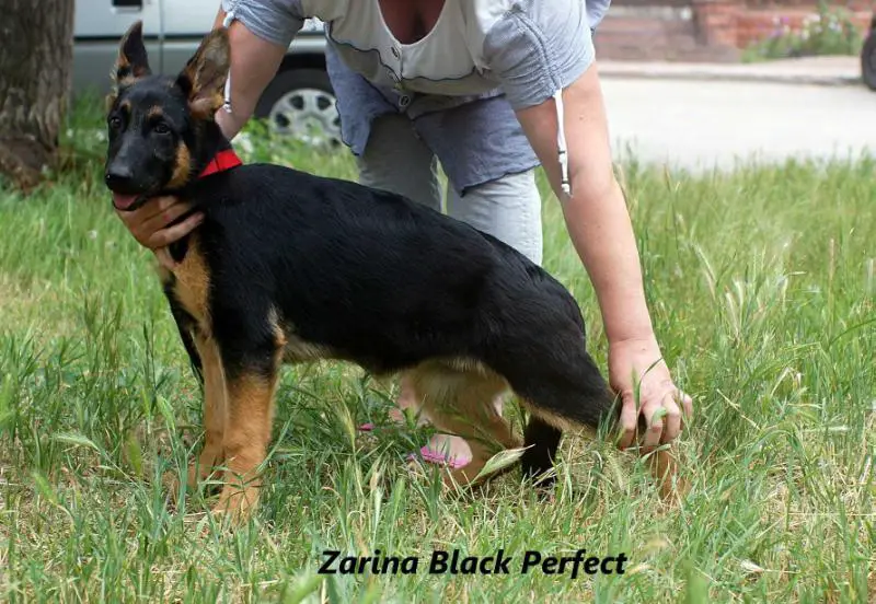 Zarina Black Perfect