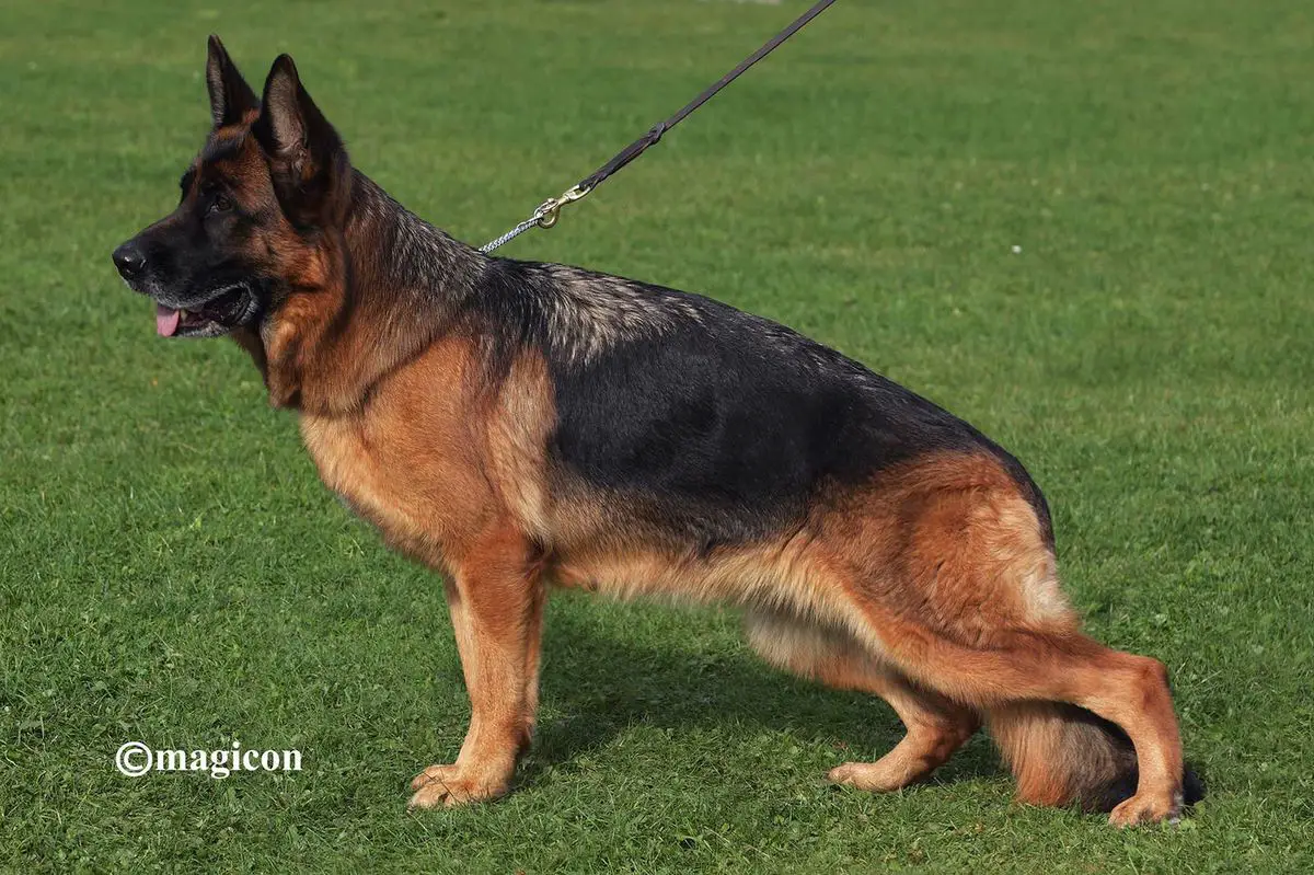 Team Leiksaid Vasilisa