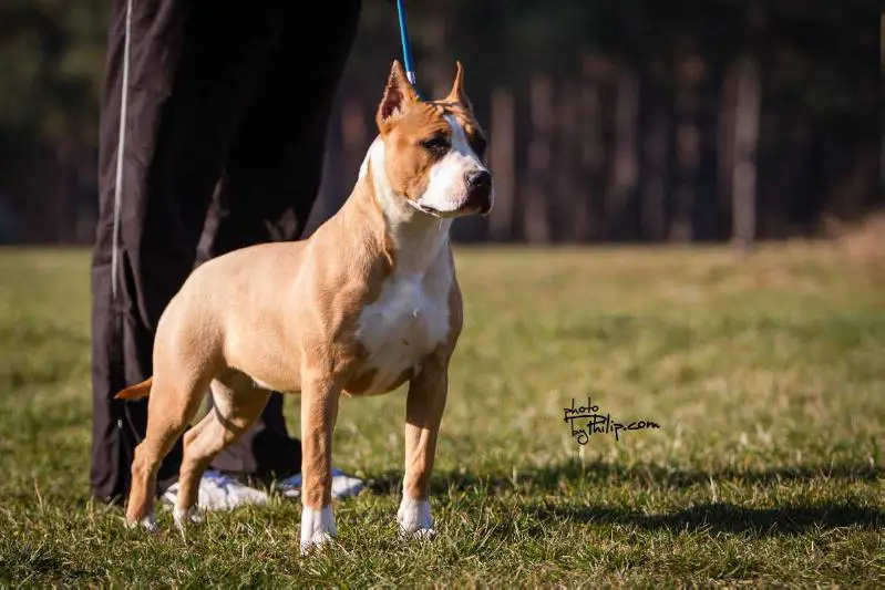 JC Ring Angels Mona Lisa