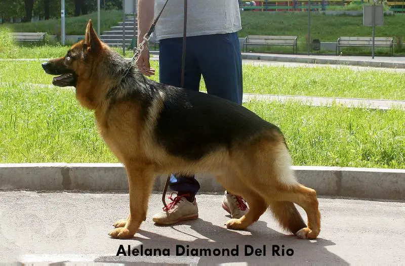 CH UA Alelana Diamond Del Rio