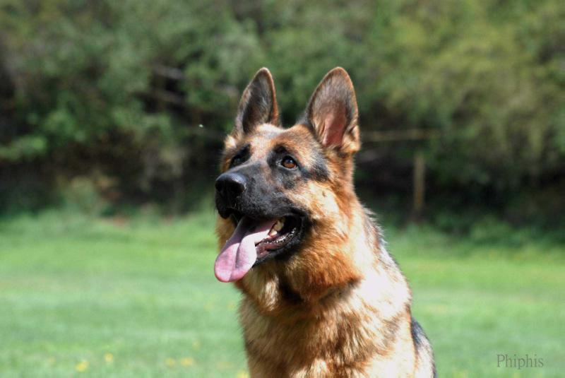 SG Bailee Red Hurricane