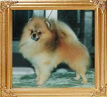 Yellow Fox of Man Li