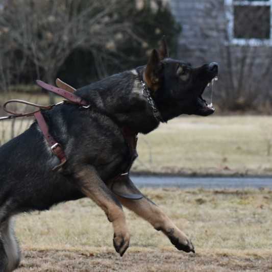 Zen z Van Den Heuvel