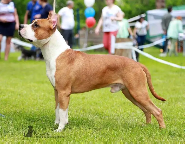 JC RING ANGELS MAGIC FOR MARSHEL SPIRIT