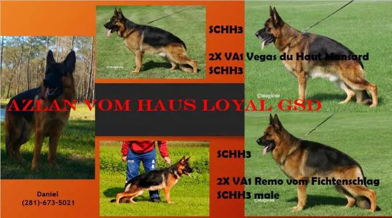 Azlan Vom Haus Loyal GSD