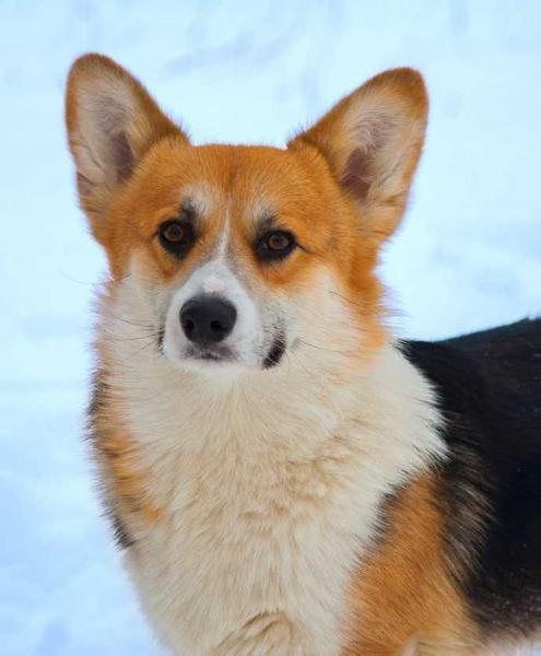 CH RUS, JCH RUS, JCH UKR, JCH RUM,  CH RKF ANDVOL LAUREN VIDAL