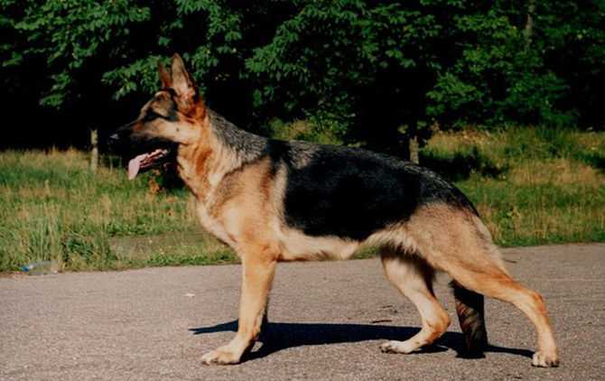 Чемпион России, Чемпион Литвы Fiji