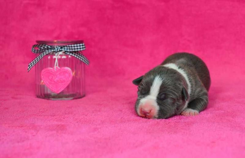 TIME TO PLAY Blossoming Rose