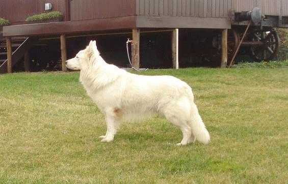 Tosh White Shadow