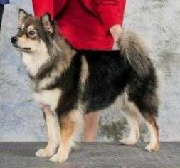 CH (CKC) Valkea's Black Rose