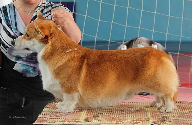 J.CH.RUS,CH.RUS, CH.RKF, 3xCACIB Mistycor Boris Bekker