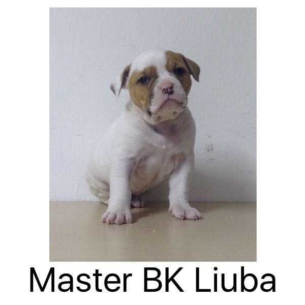 Master BK Liuba