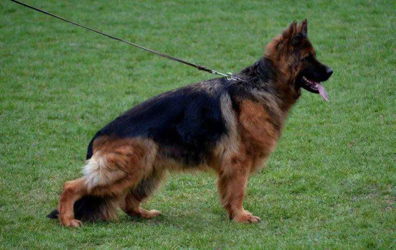 Pandora team Carrera