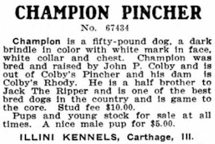 Champion Pincher 067434