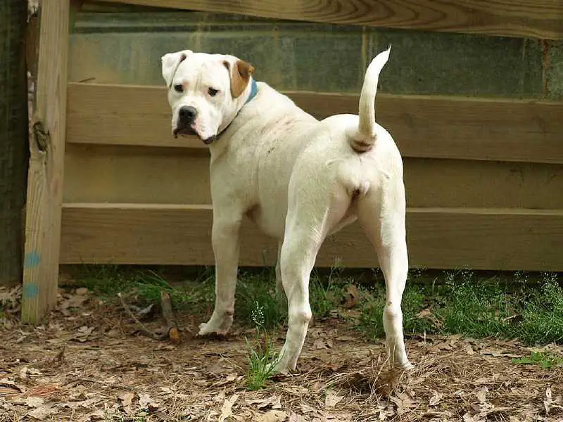 Dunn Brokus' Glory Bound