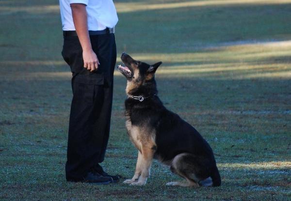 J'Gunther Vom Rivers