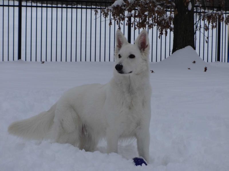 UKC GRCH, UCDX, UROC URX E-EMPRESS VON KING'S SILBERTAL