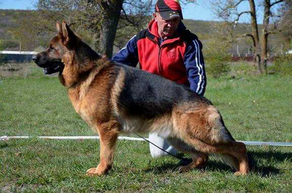 SG Esau vom Osterberger-Land