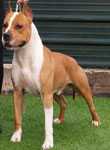 All thunder bully red Florida