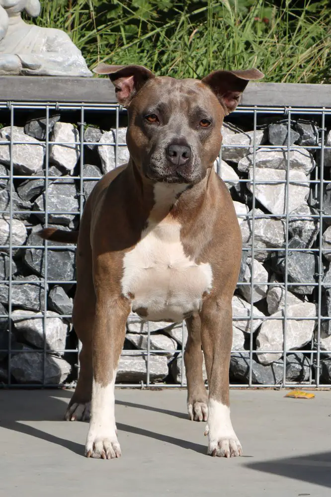 Smiling Amigo's Oeps Here I Come